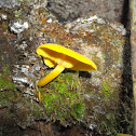 Orange-gilled Waxy Cap