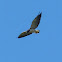 White-tailed Hawk / Gavião-de-rabo-branco