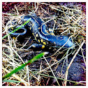 Tiger Salamander
