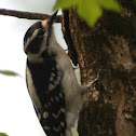 Hairy Woodpecker