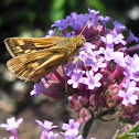 Fiery skipper (female)
