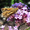 Fiery skipper (female)
