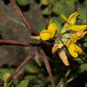 Greater Bird's-foot Trefoil