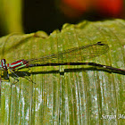 Damselfly