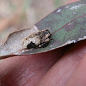 Bird-dropping Spider