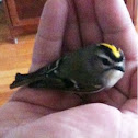 Golden-Crowned Kinglet