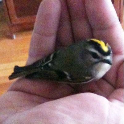 Spotting Image 1