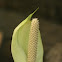 anthurium