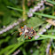 Forest Shieldbug