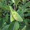 Milk weed