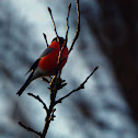 Eurasian Bullfinch