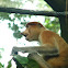 Proboscis monkey