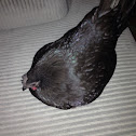 Bantam Chicken