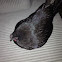 Bantam Chicken
