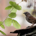 Song Sparrow