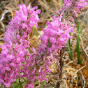 Wooly Lousewort