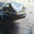 Bearded Dragon