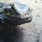 Bearded Dragon