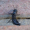 Devil's coach horse beetle