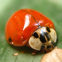Asian Ladybug