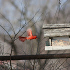 Cardinal
