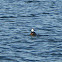 Hooded Merganser