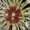 Rock dandelion
