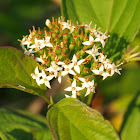 Red osier dogwood