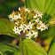 Red osier dogwood