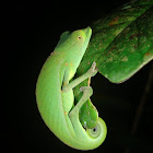 Perinet chameleon