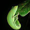 Perinet chameleon