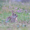 Eastern Cottontail