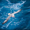 Fulmar