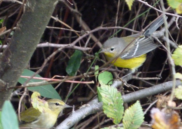 Spotting Image 1