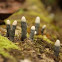 Xylaria sp.