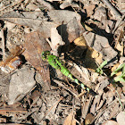 Green Darner