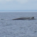 unknown whale