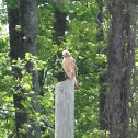 Red-shouldered Hawk