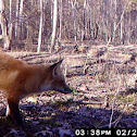 Red Fox