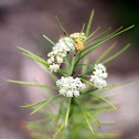Whorled Milkweed