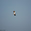 Northern Lapwing