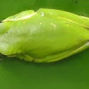 American Green Tree Frog