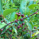 Crabapple