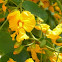 Palo rosa (tipa o tipuana)