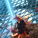 Blue moon crab