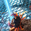 Blue moon crab