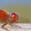 Autumn meadowhawk
