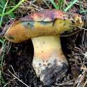Salmon bolete