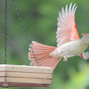 Northern Cardnial