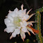 Queen of the Night      Night Blooming Cereus